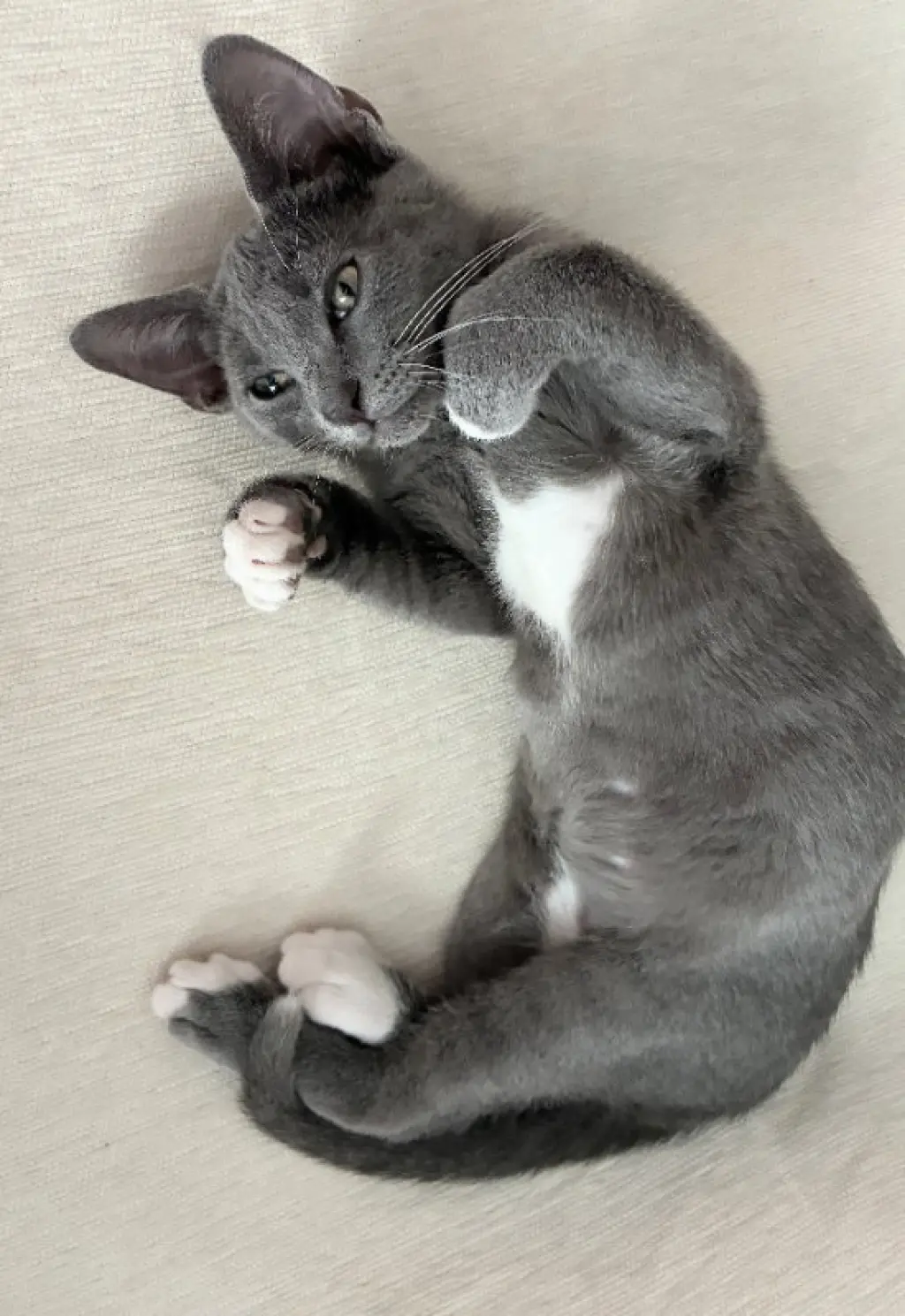 Mimi
