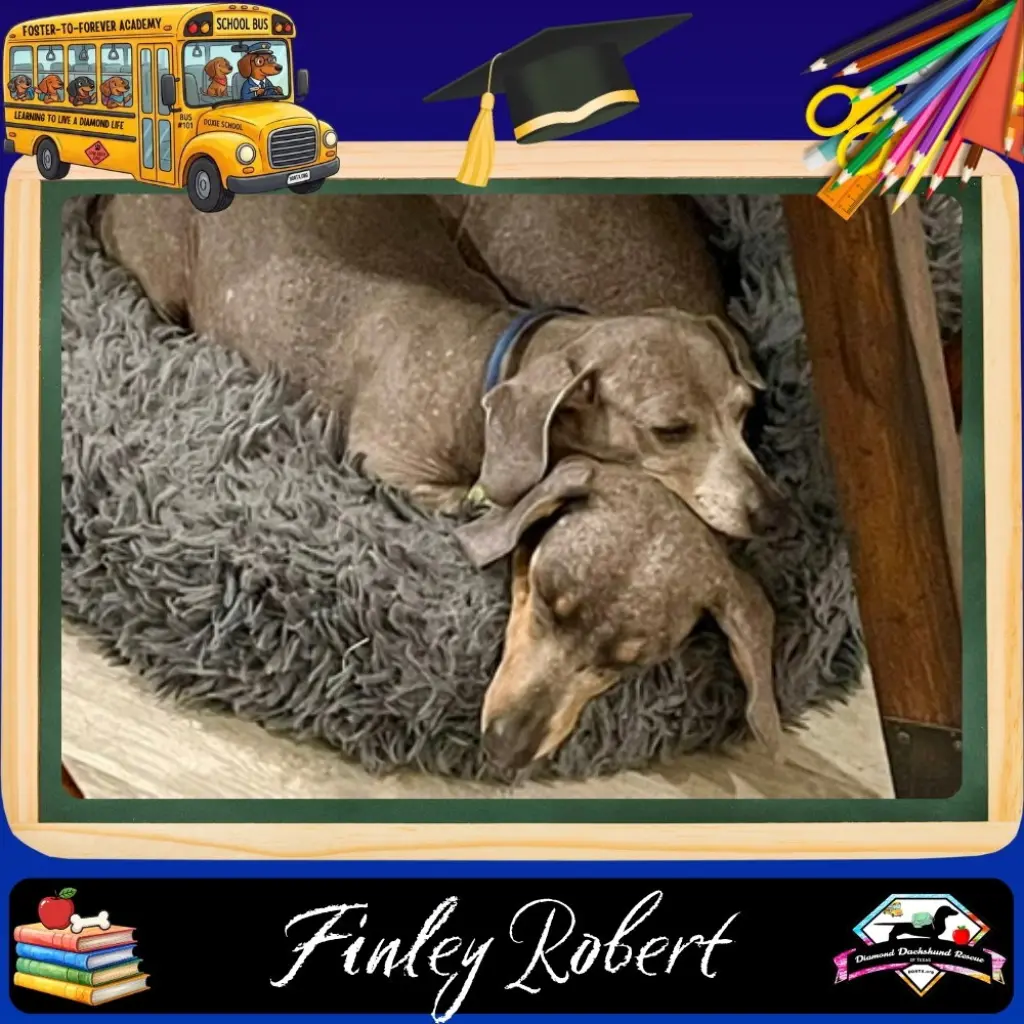 Finley Robert+