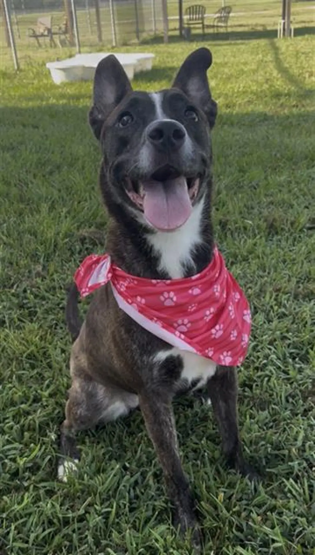 BRINDI