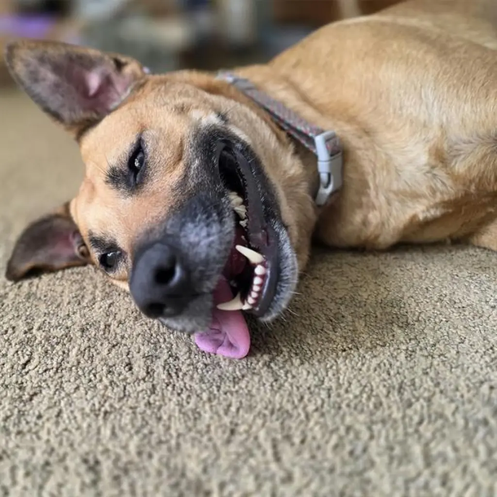 LEXI