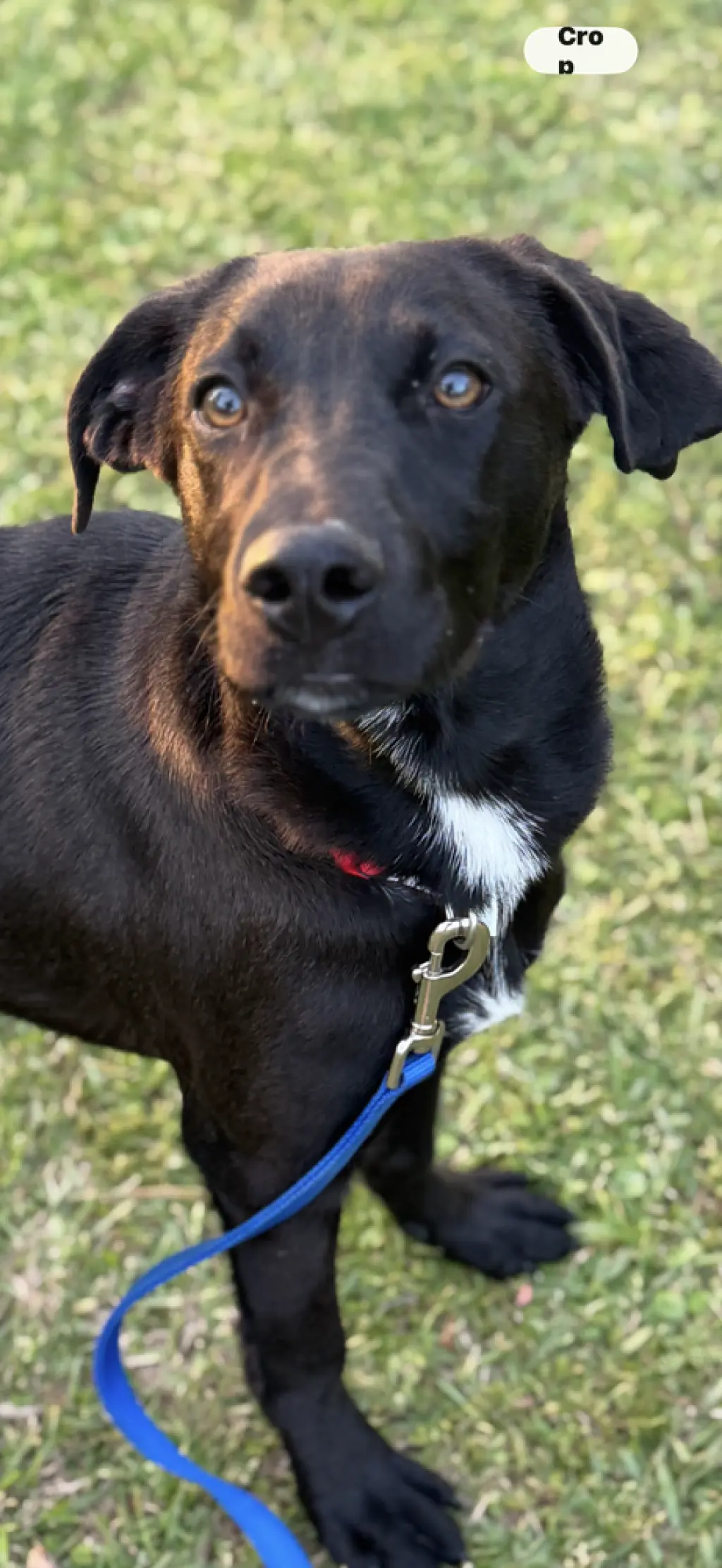 Ryder