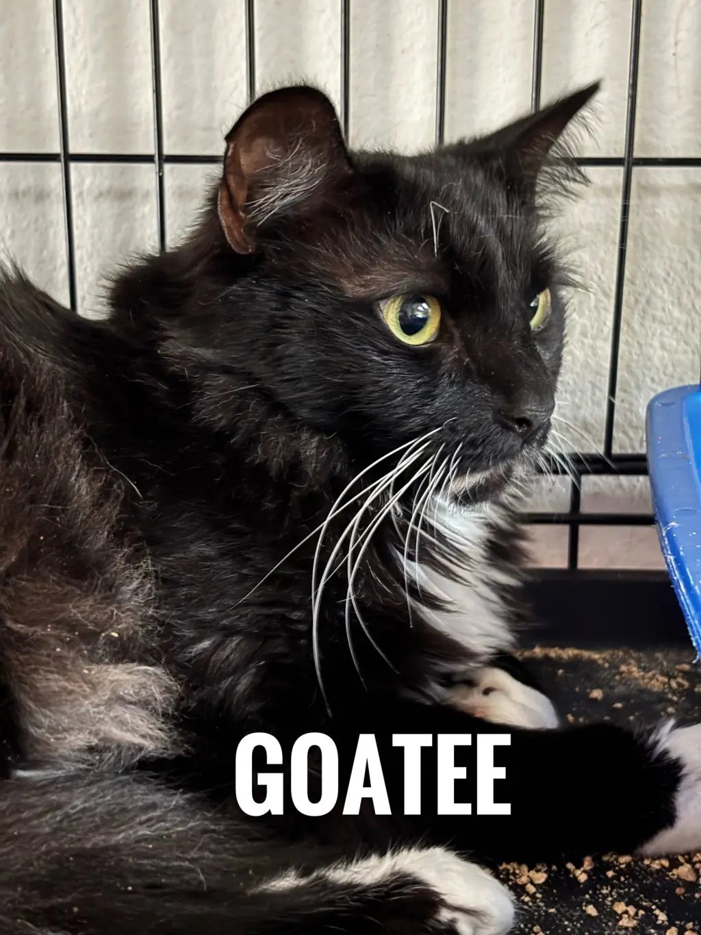 Goatee