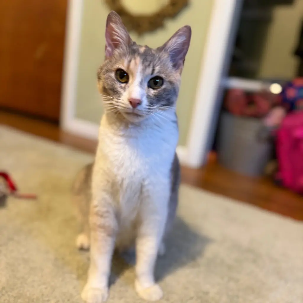 CLEO