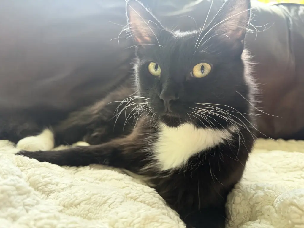 Oreo
