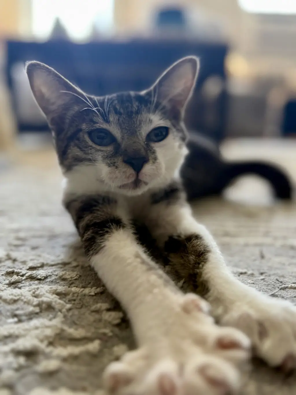 Archie