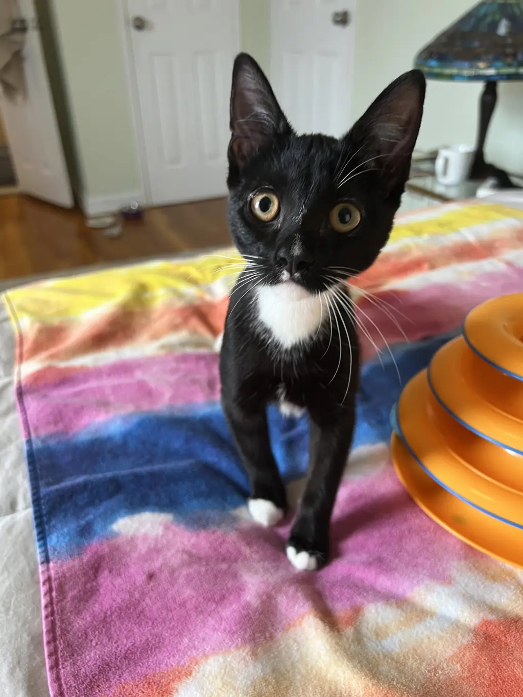 Willow