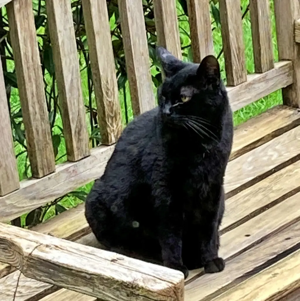 KIKI #- Offered by Owner - Indoor/outdoor Friendly