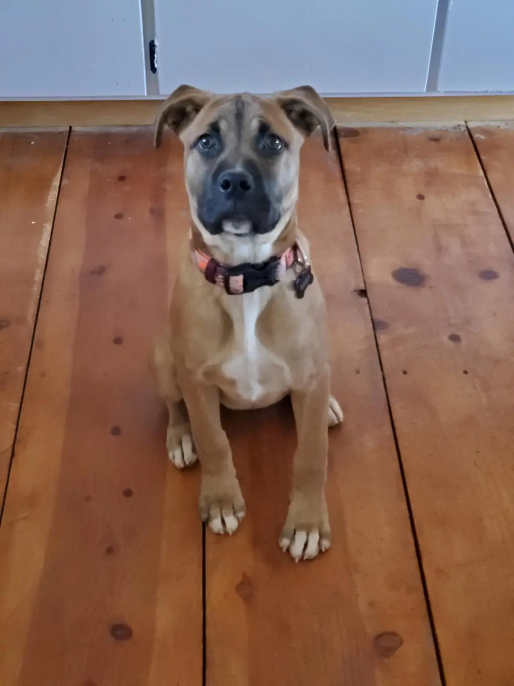 Nala
