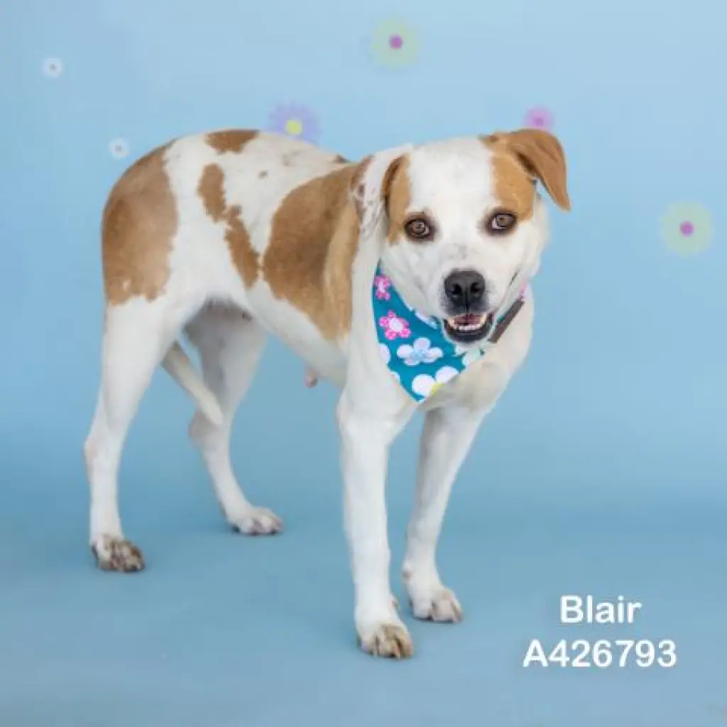BLAIR