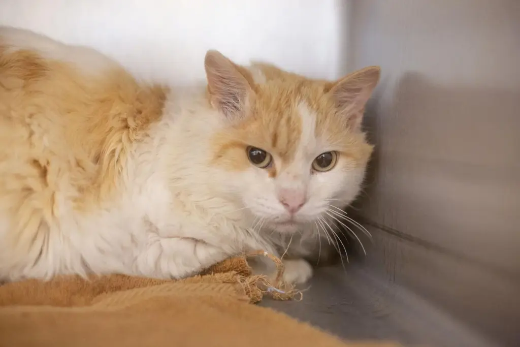 Cheddar Puff