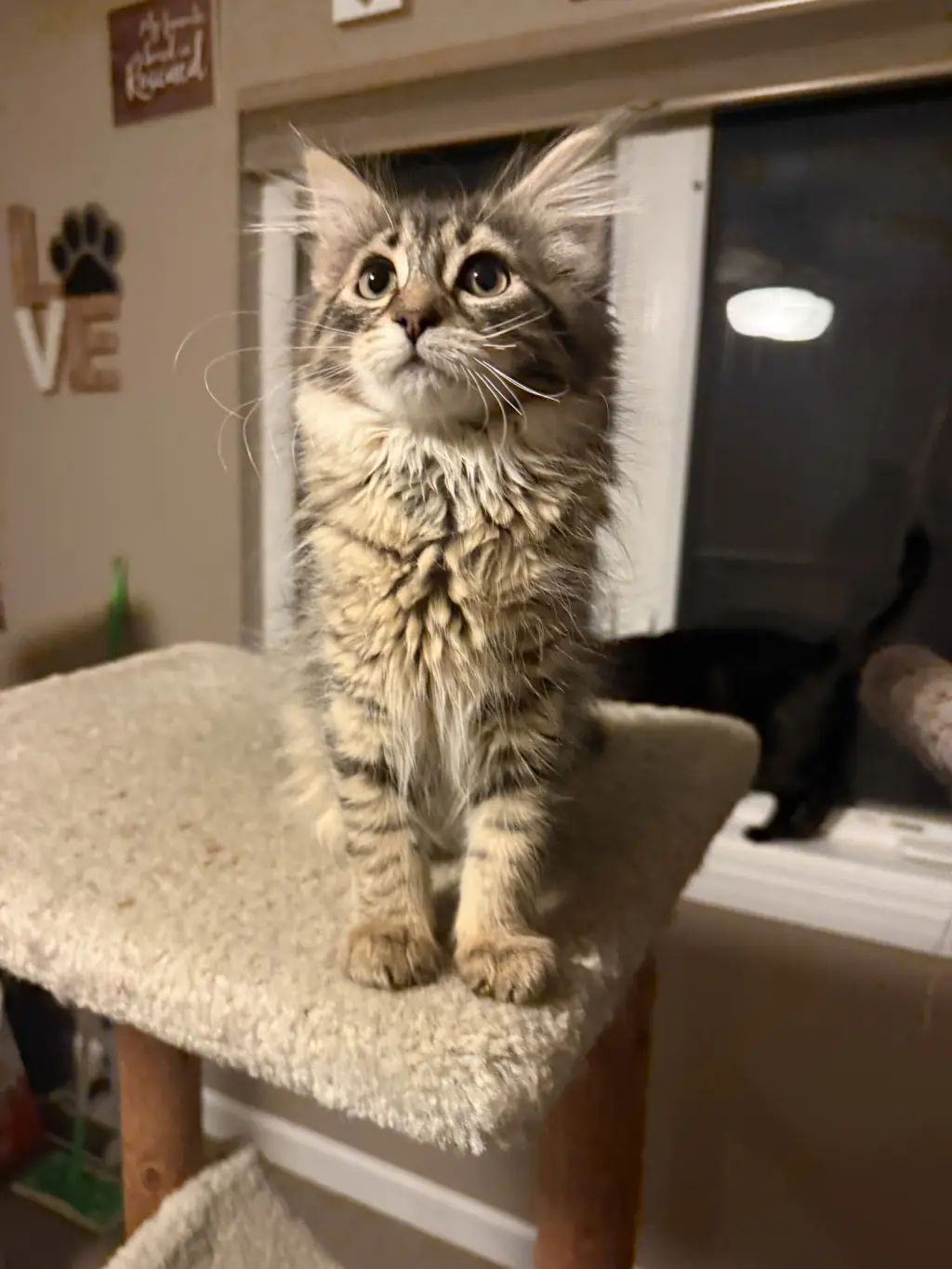 Maggie