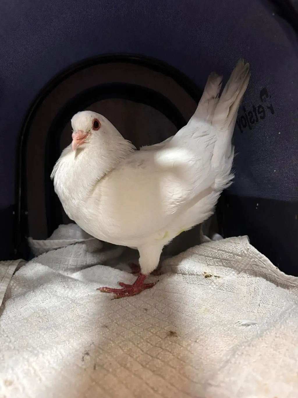 Theo (aka Dorothea) w/Phoenix
