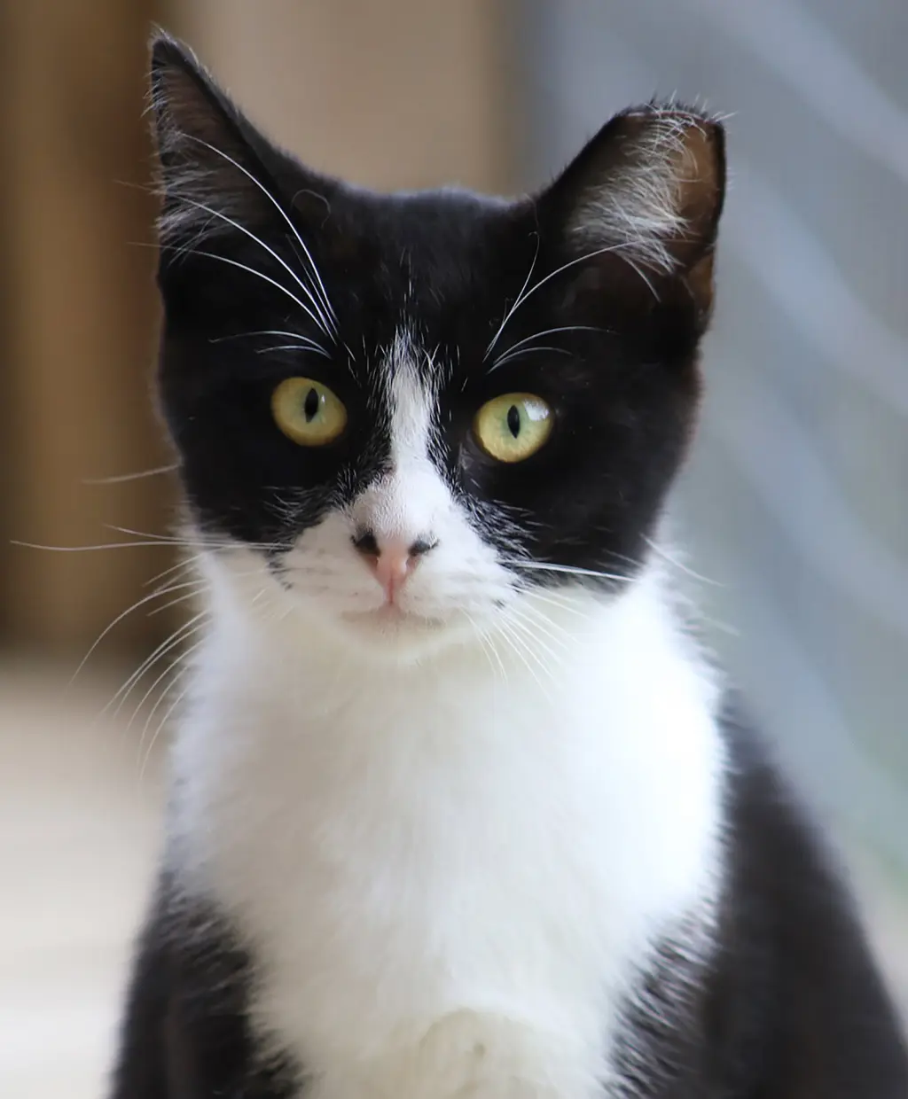 Domino