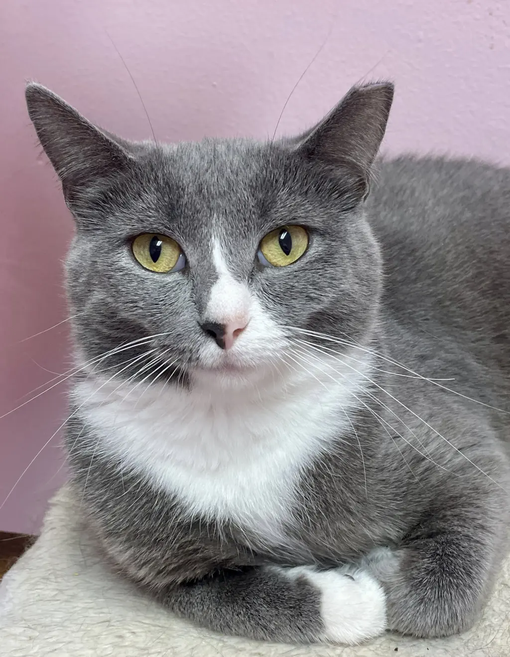 Suki