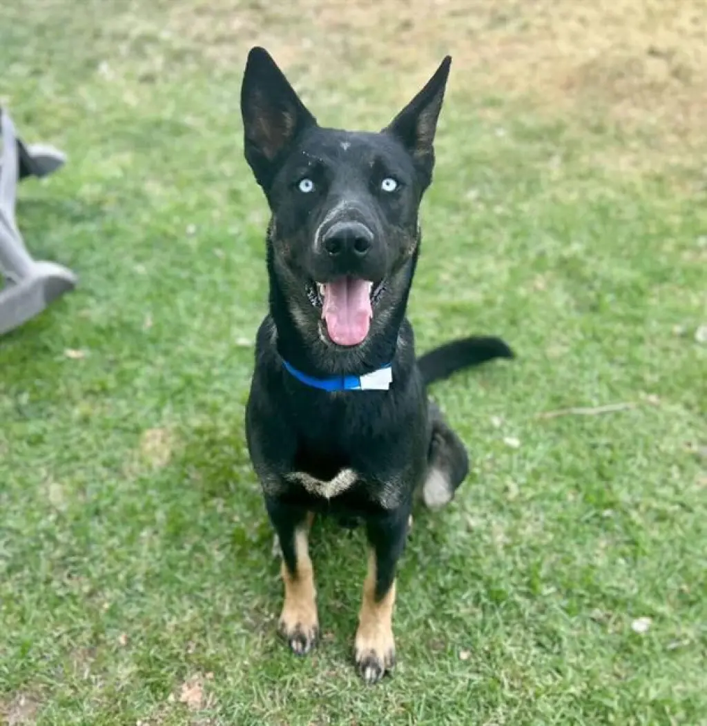 AXEL
