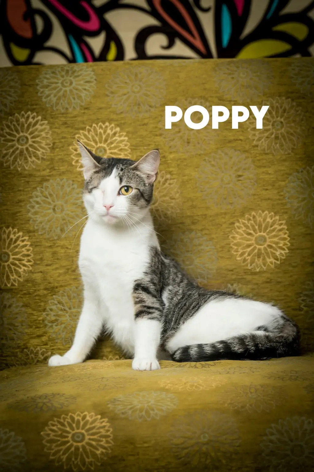 Poppy