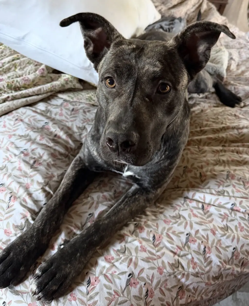 Delta
