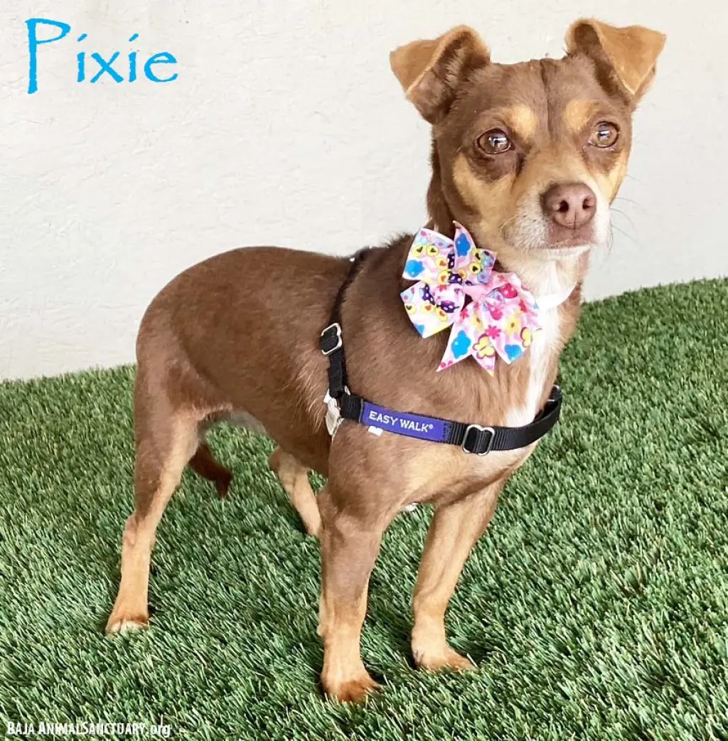 Pixie