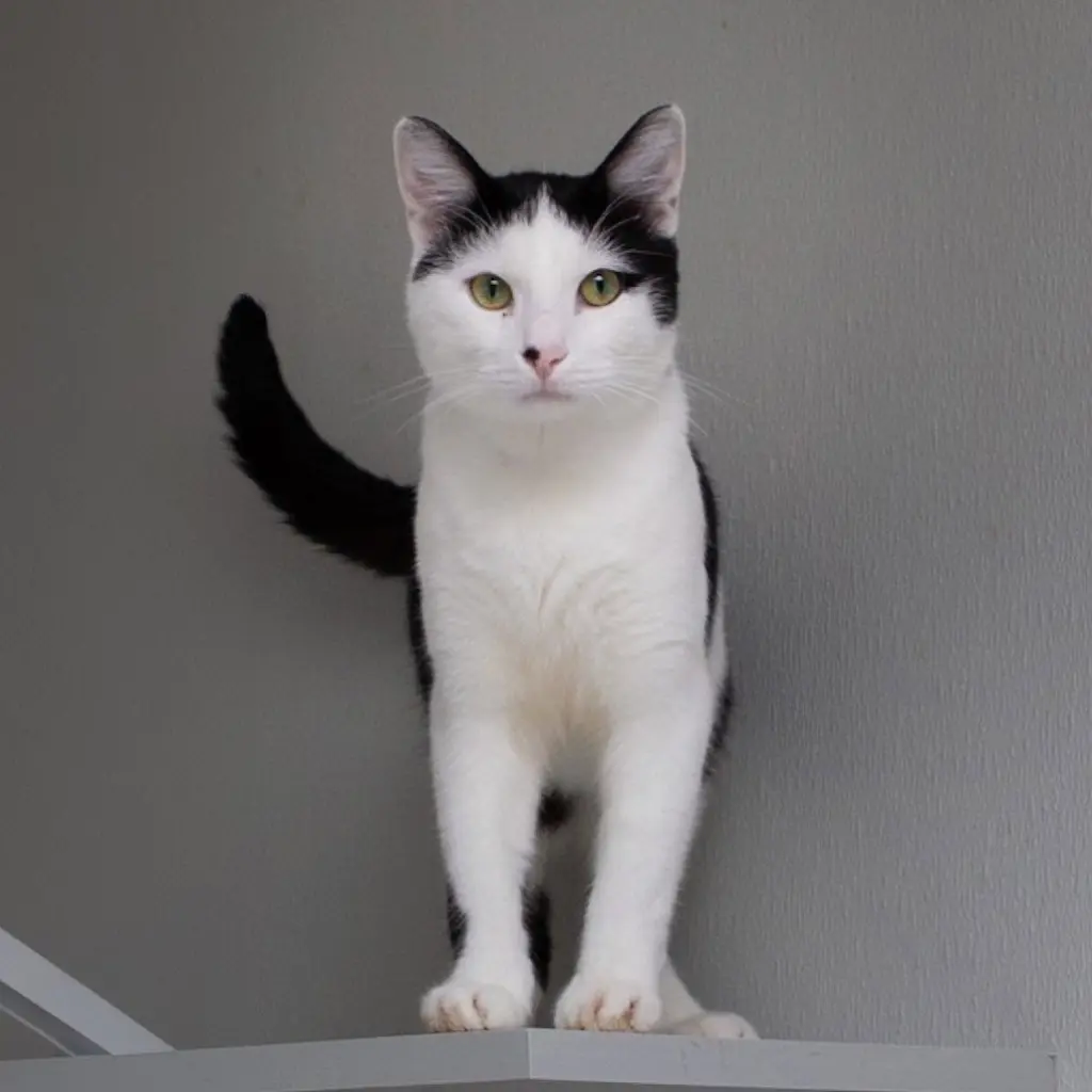 Niblet