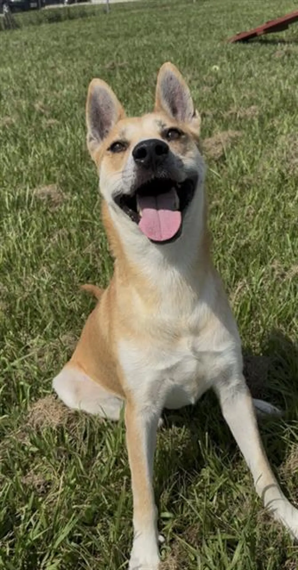 BISCOTTI
