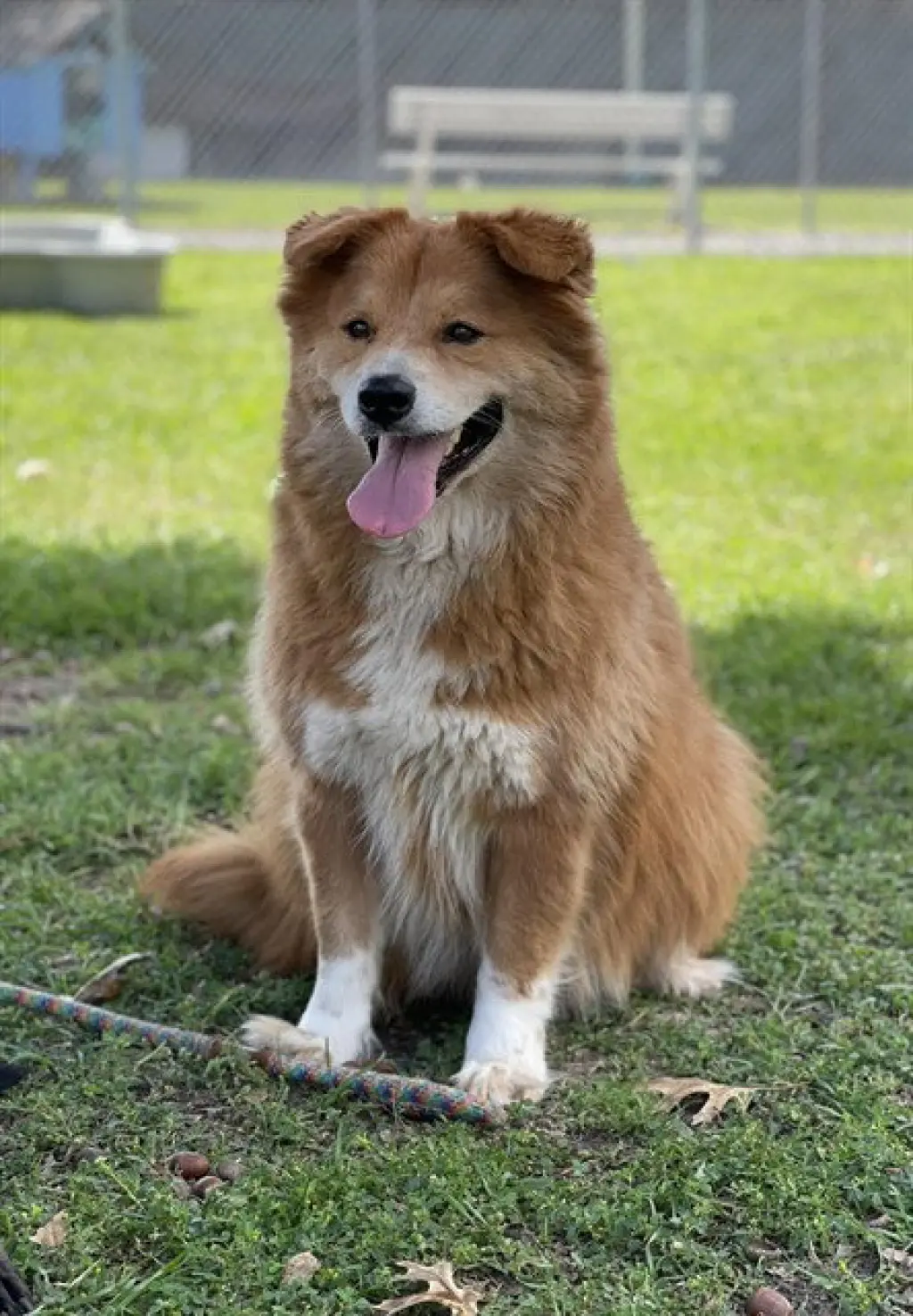 LOBO