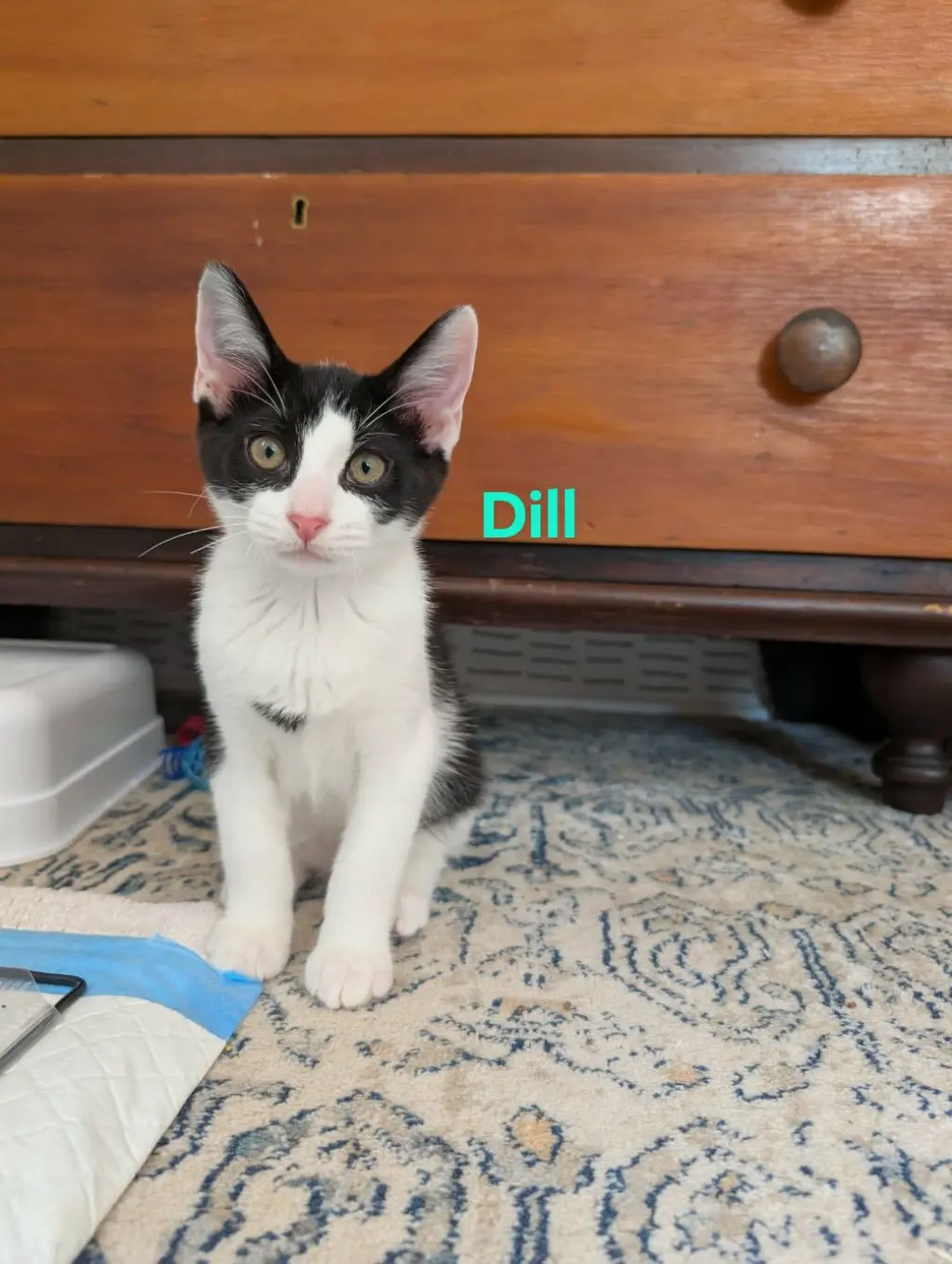 Dill