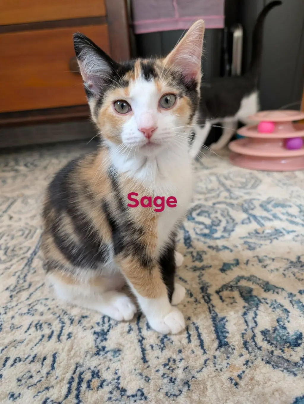 Sage