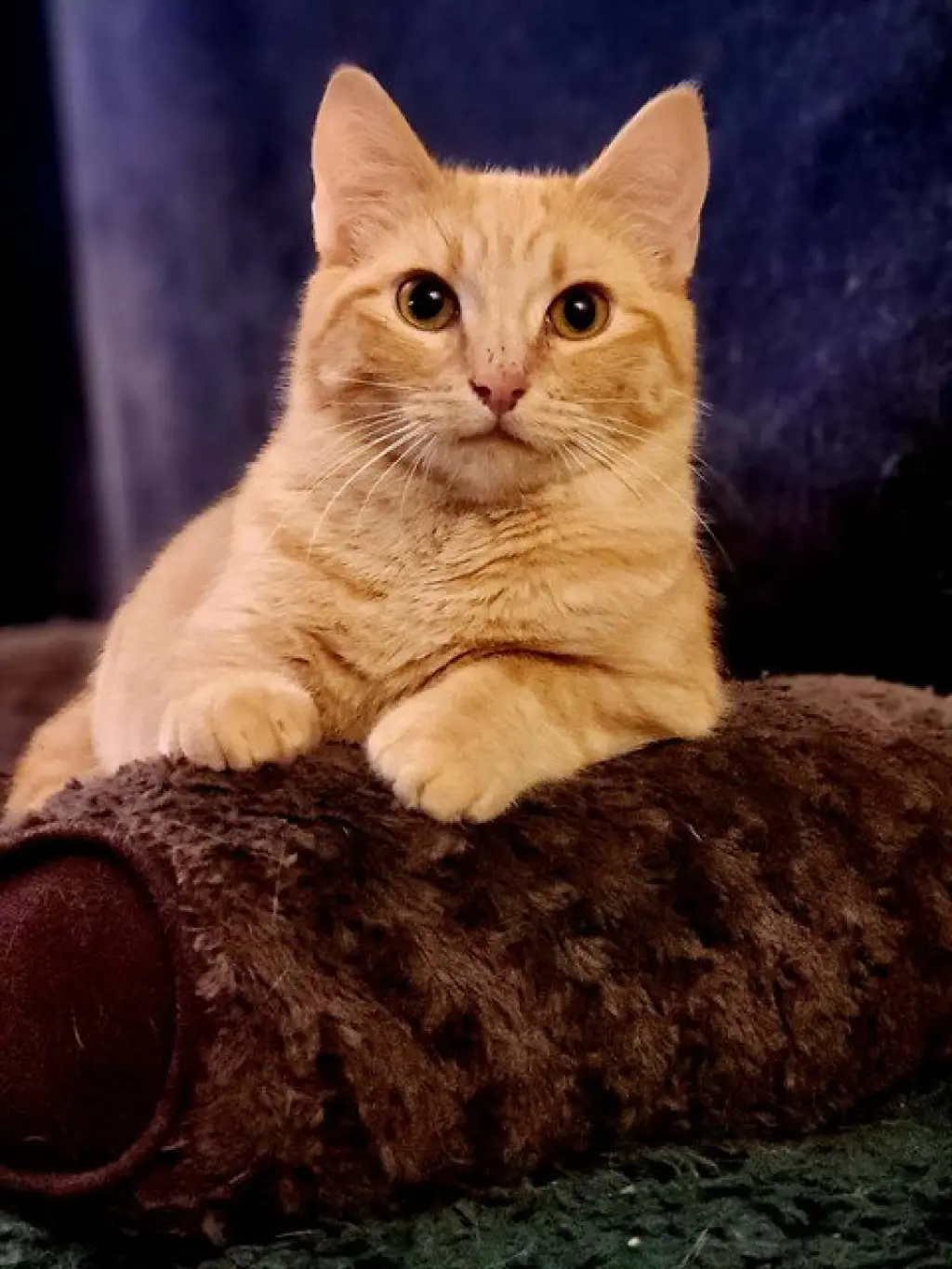 CHEESE ITZ