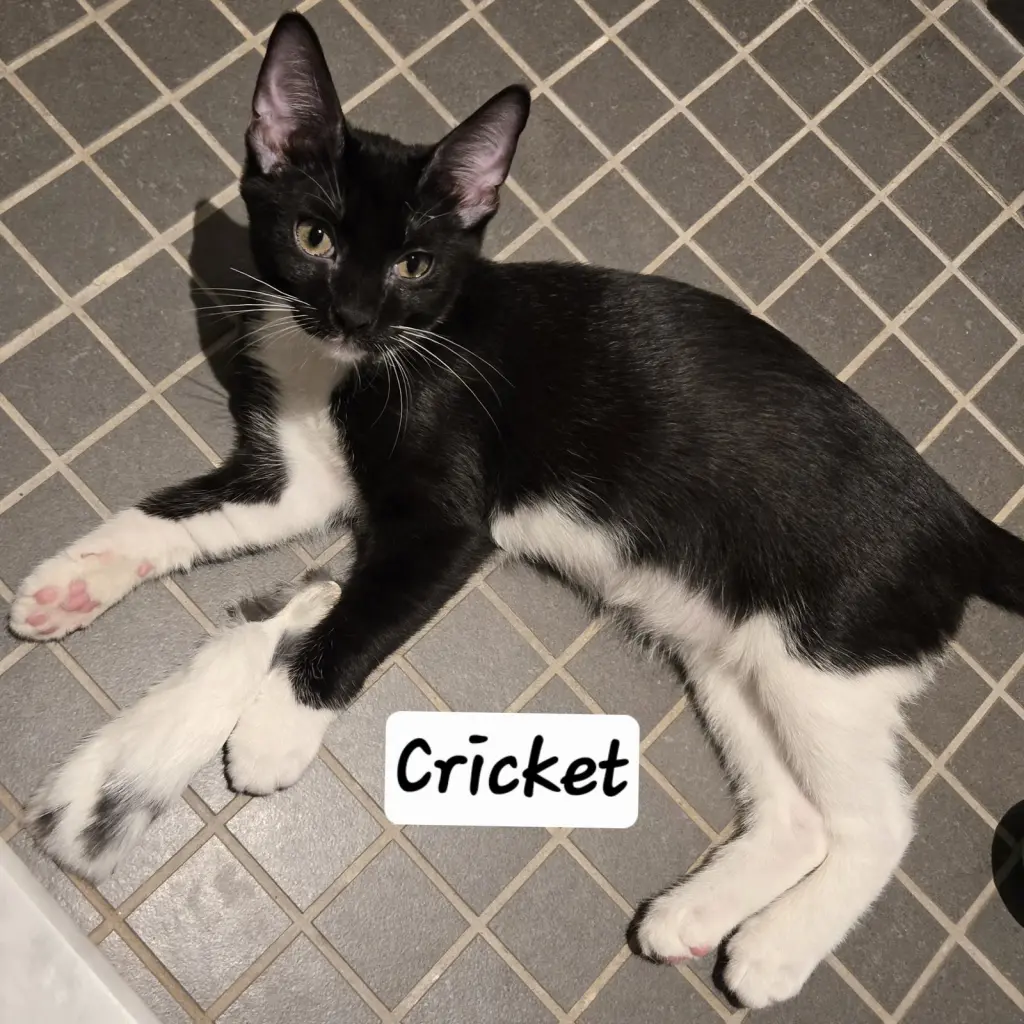 Cricket