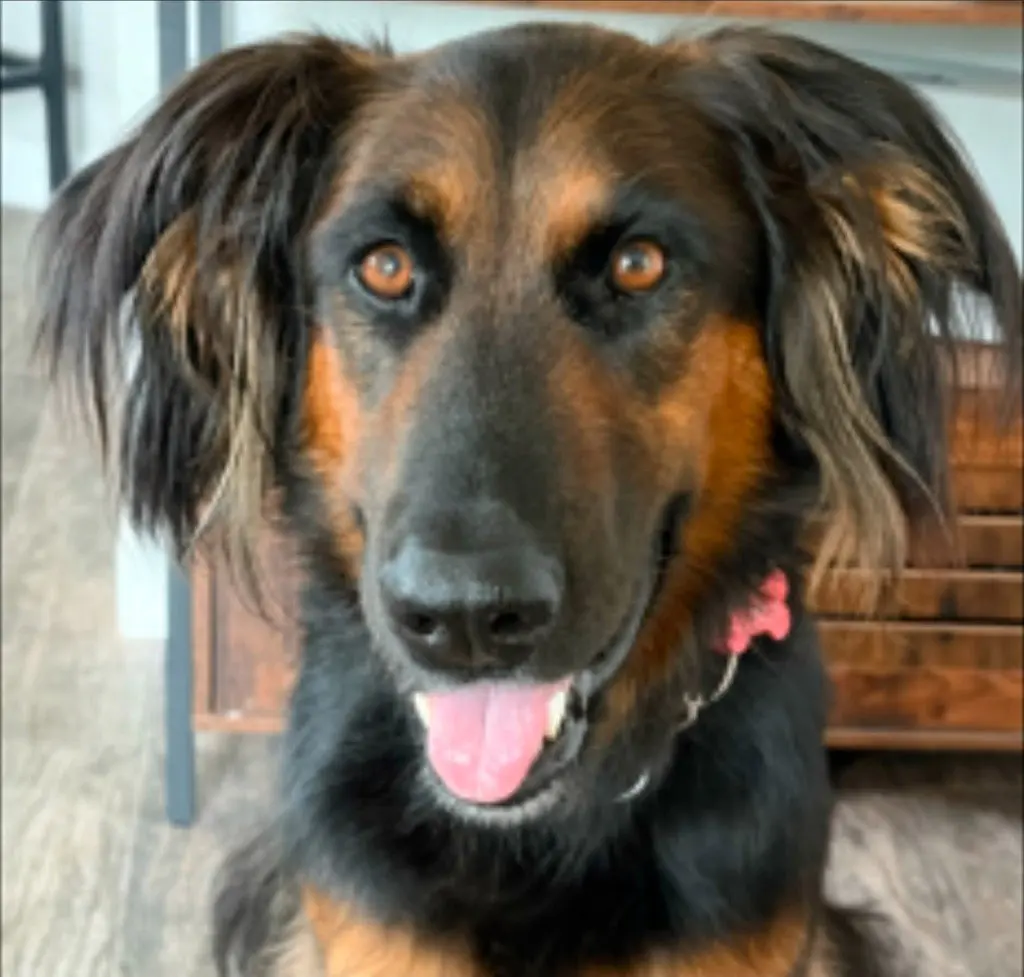 Daisy Ann - Adopt Me!
