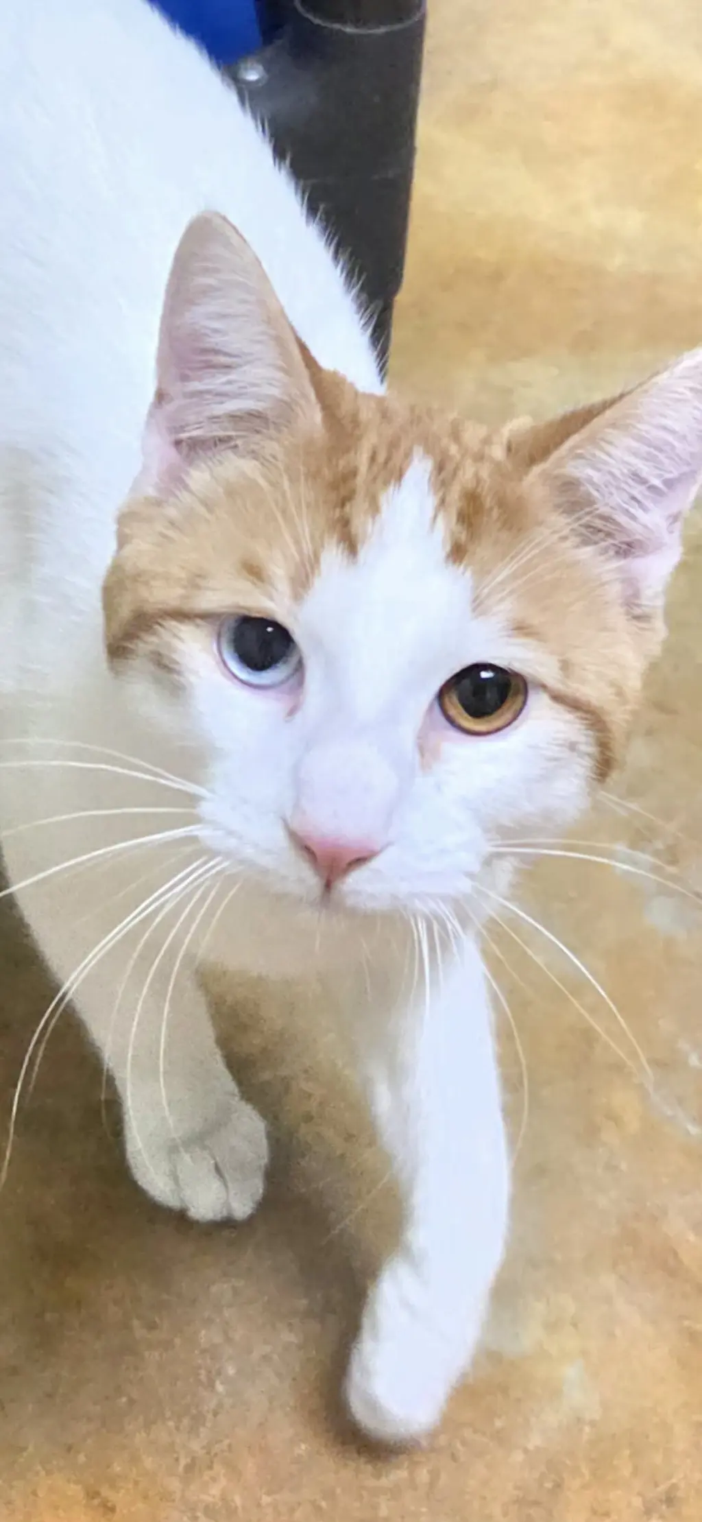 Bowie