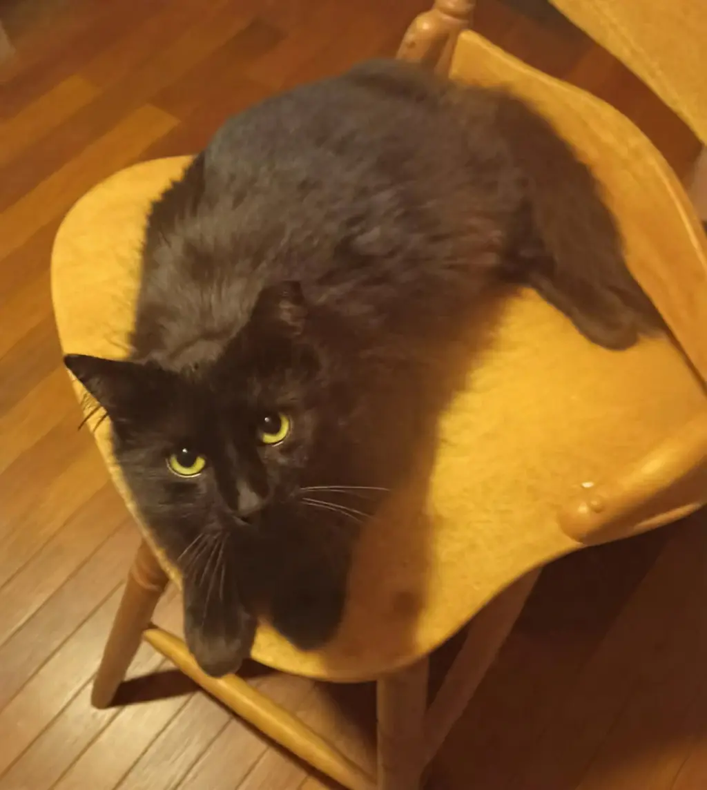 Java