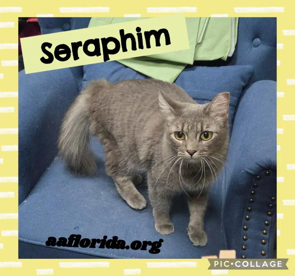 Seraphim
