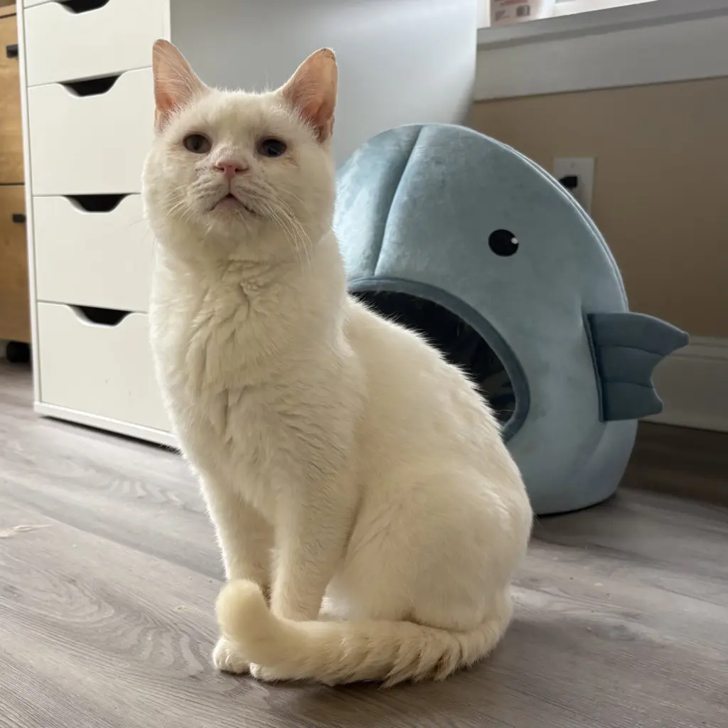 Silas (bonded to Horace)