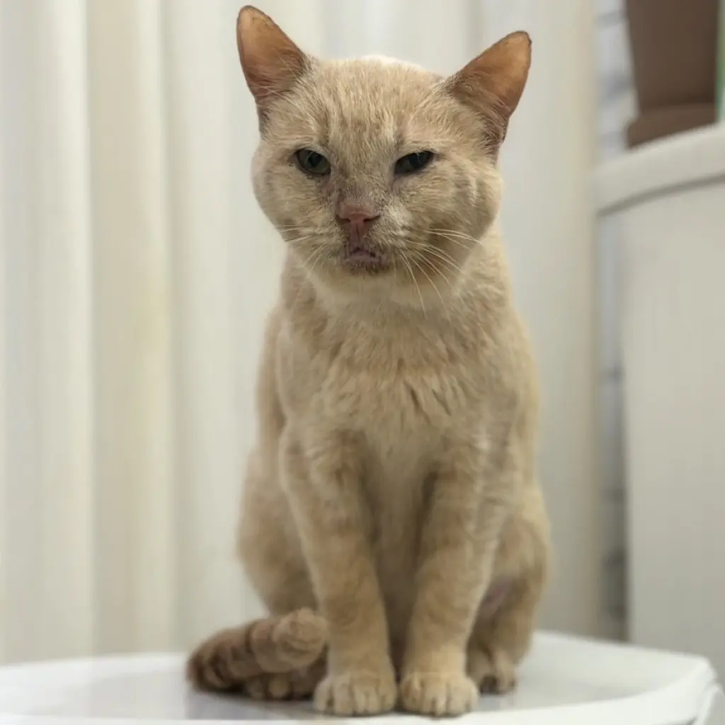 Horace (bonded to Silas)