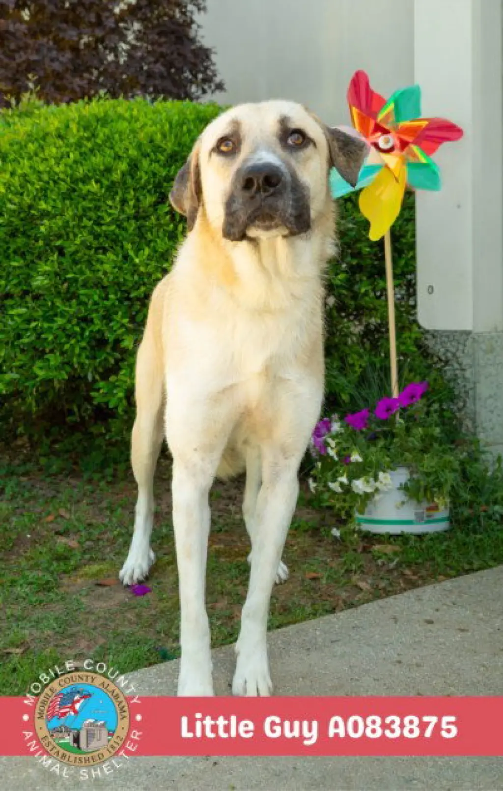 LITTLE GUY