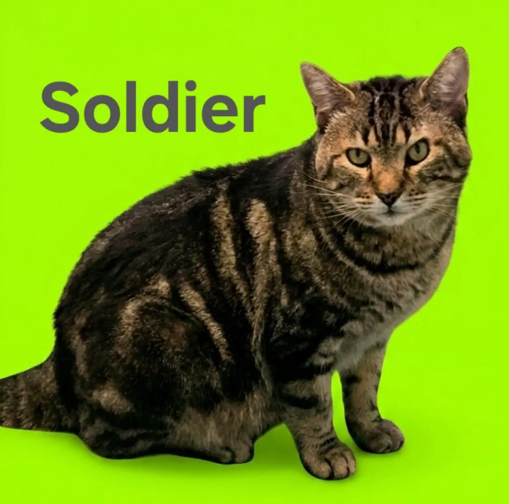 Soldier