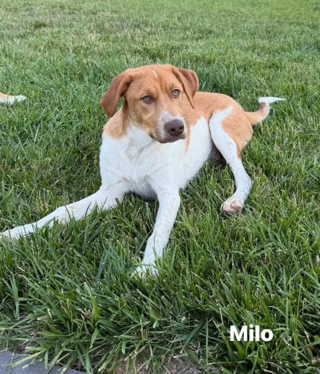 Puppy Milo