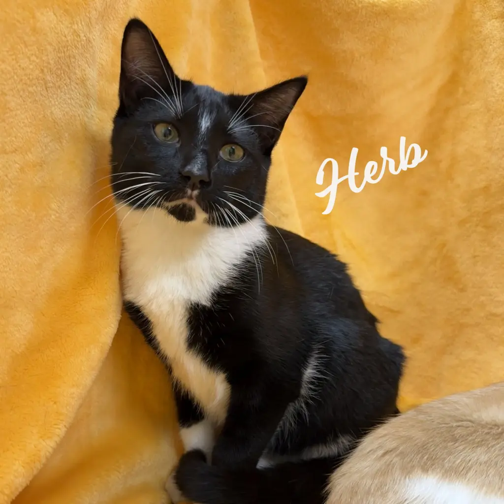 Herb #brother-of-Clementine