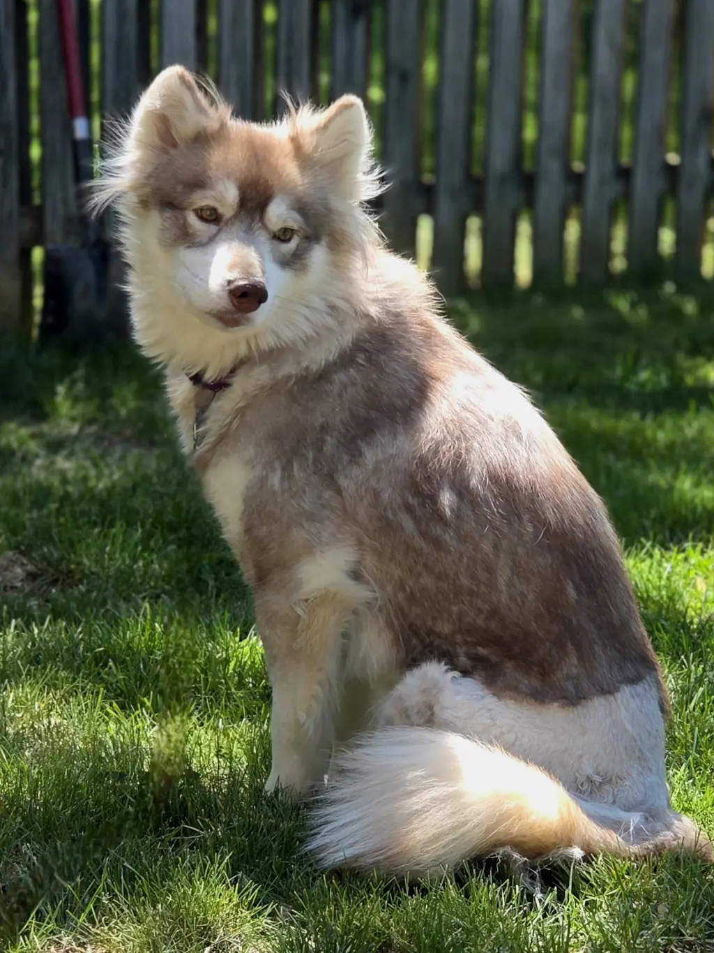 Heidi