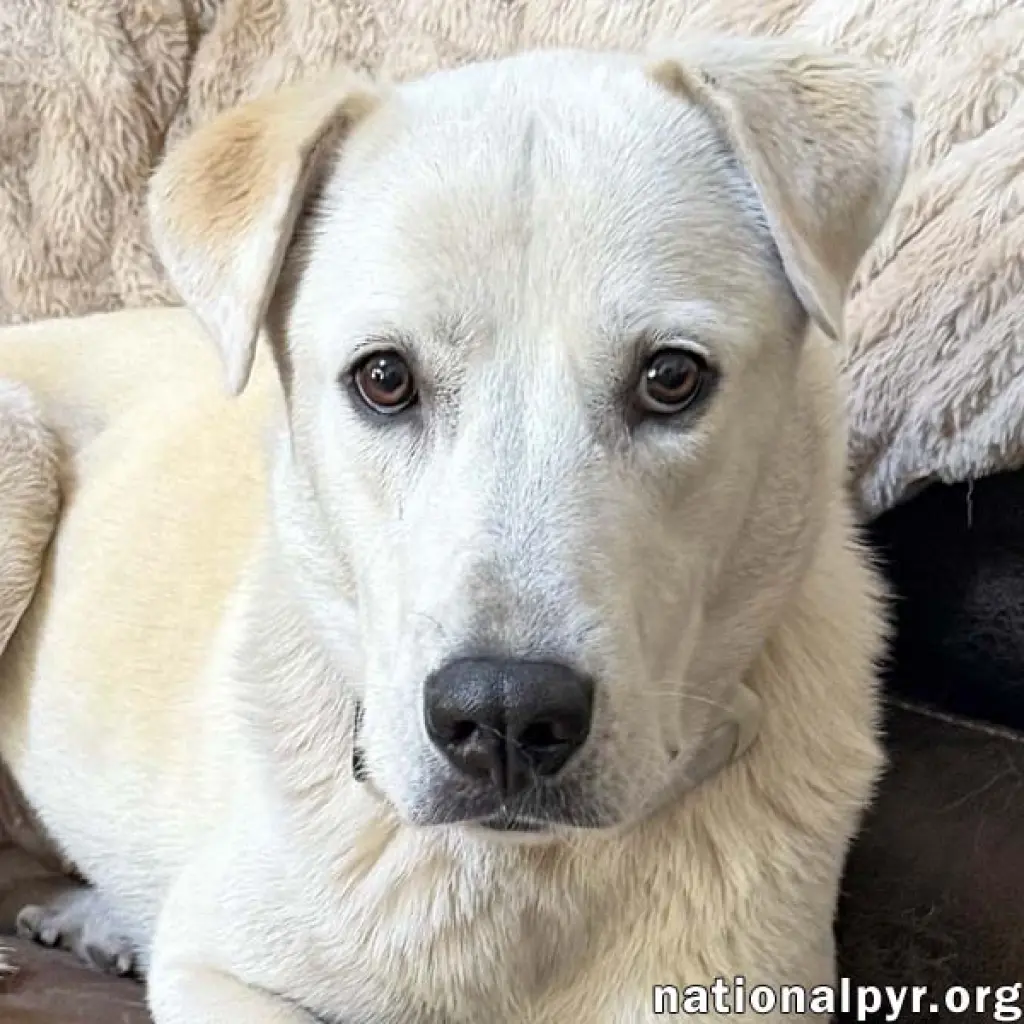 Biscuit in FL - Gentle, Quiet & Courageous!