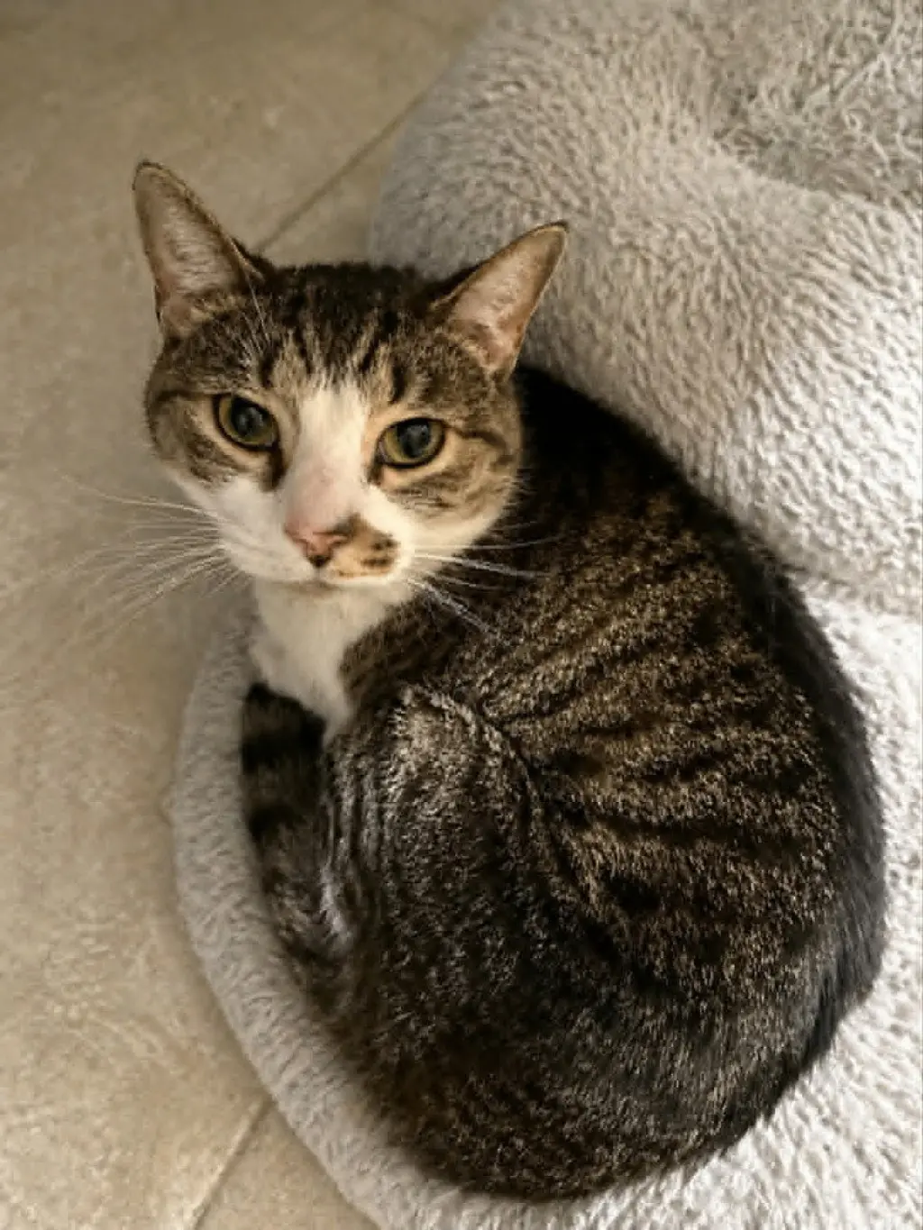 Isabella