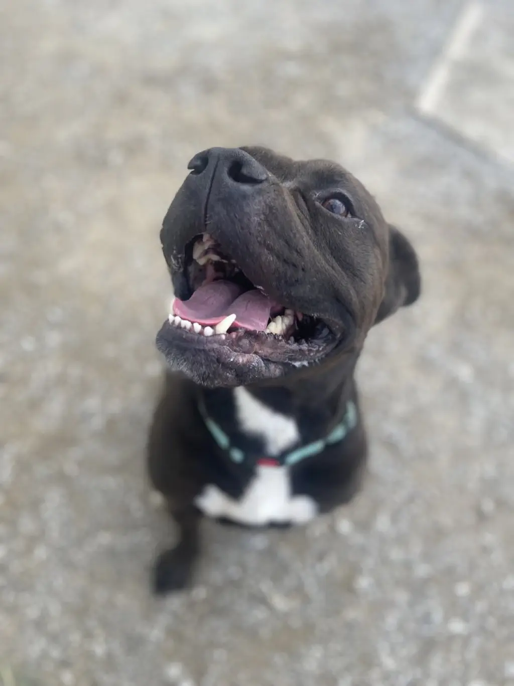 Zeus Maximus