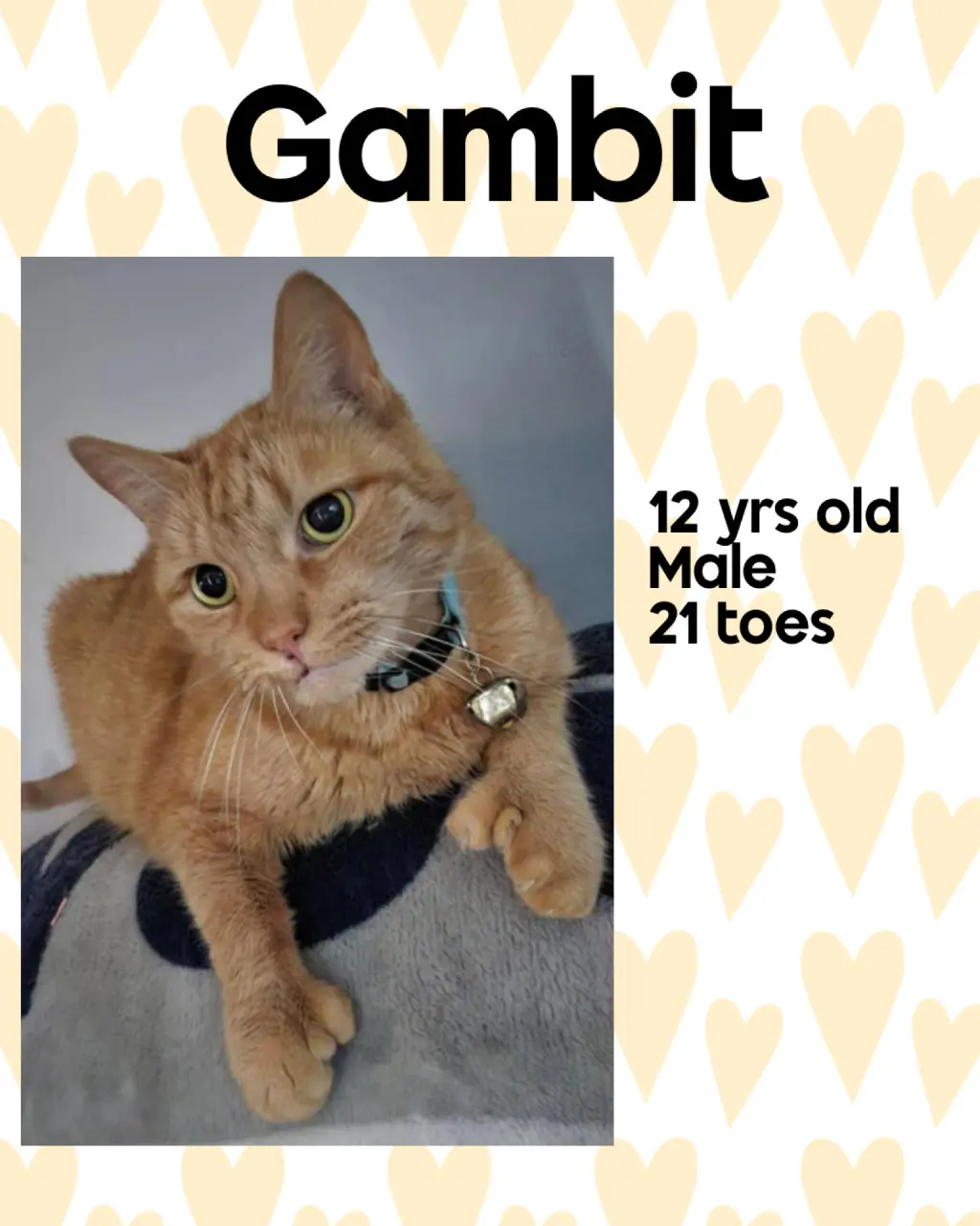GAMBIT