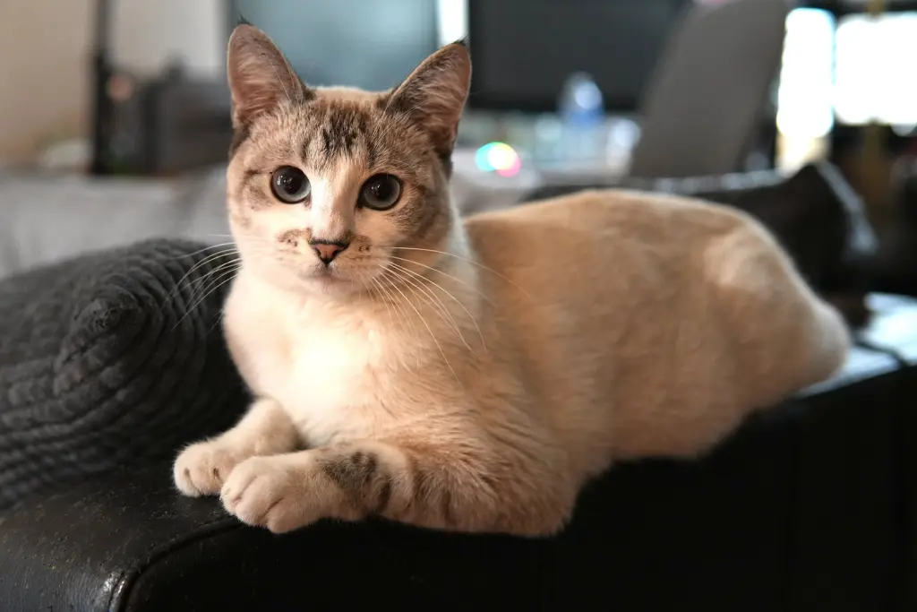 Lyla