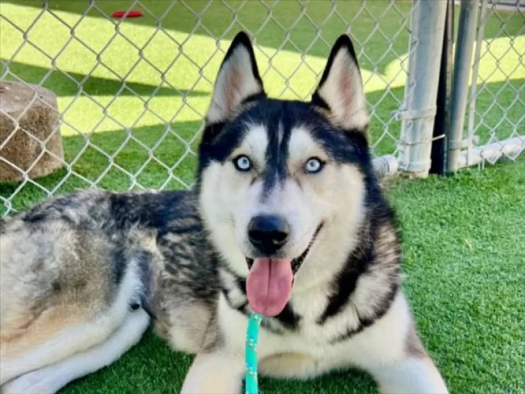 NANOOK