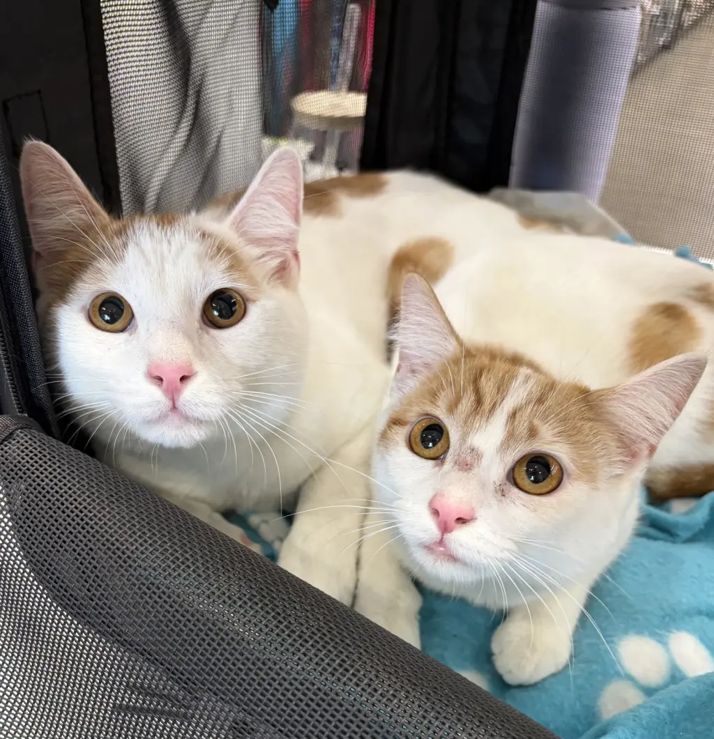 Tater & Tot