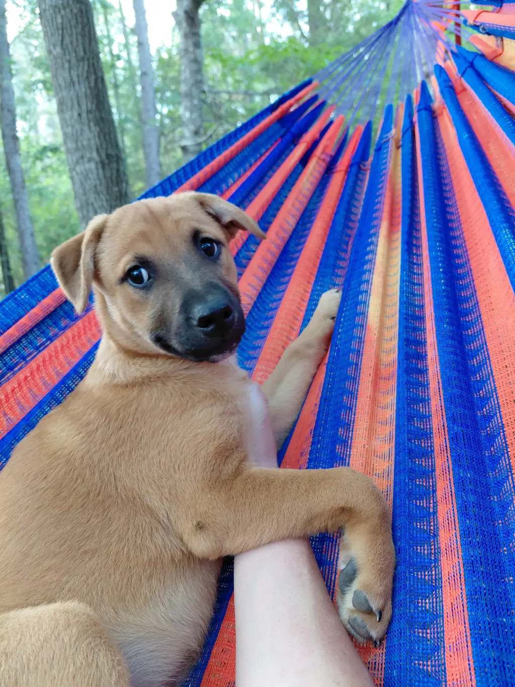 Penny - Big Bang Litter