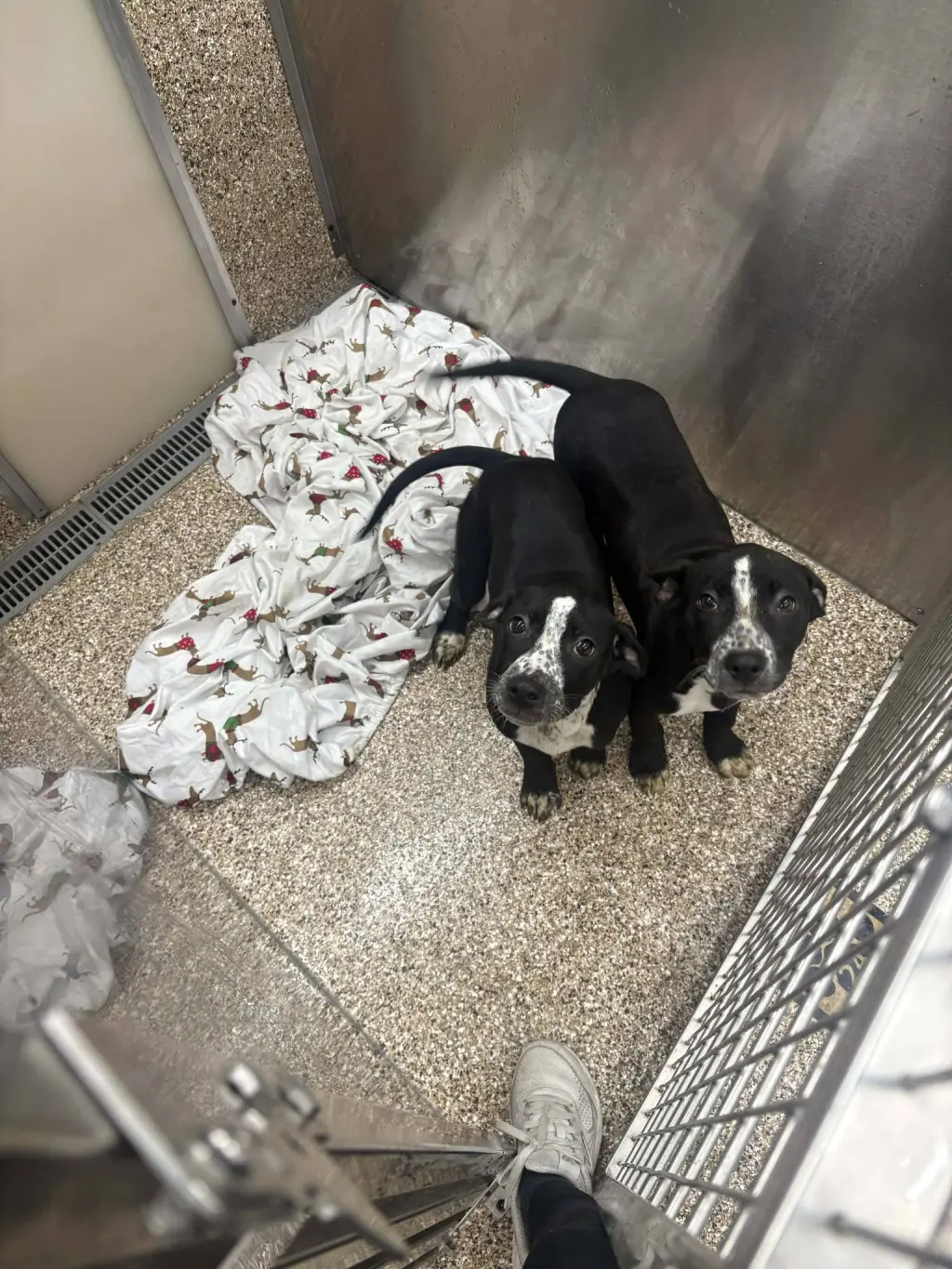 Heeler/Black Lab Pups