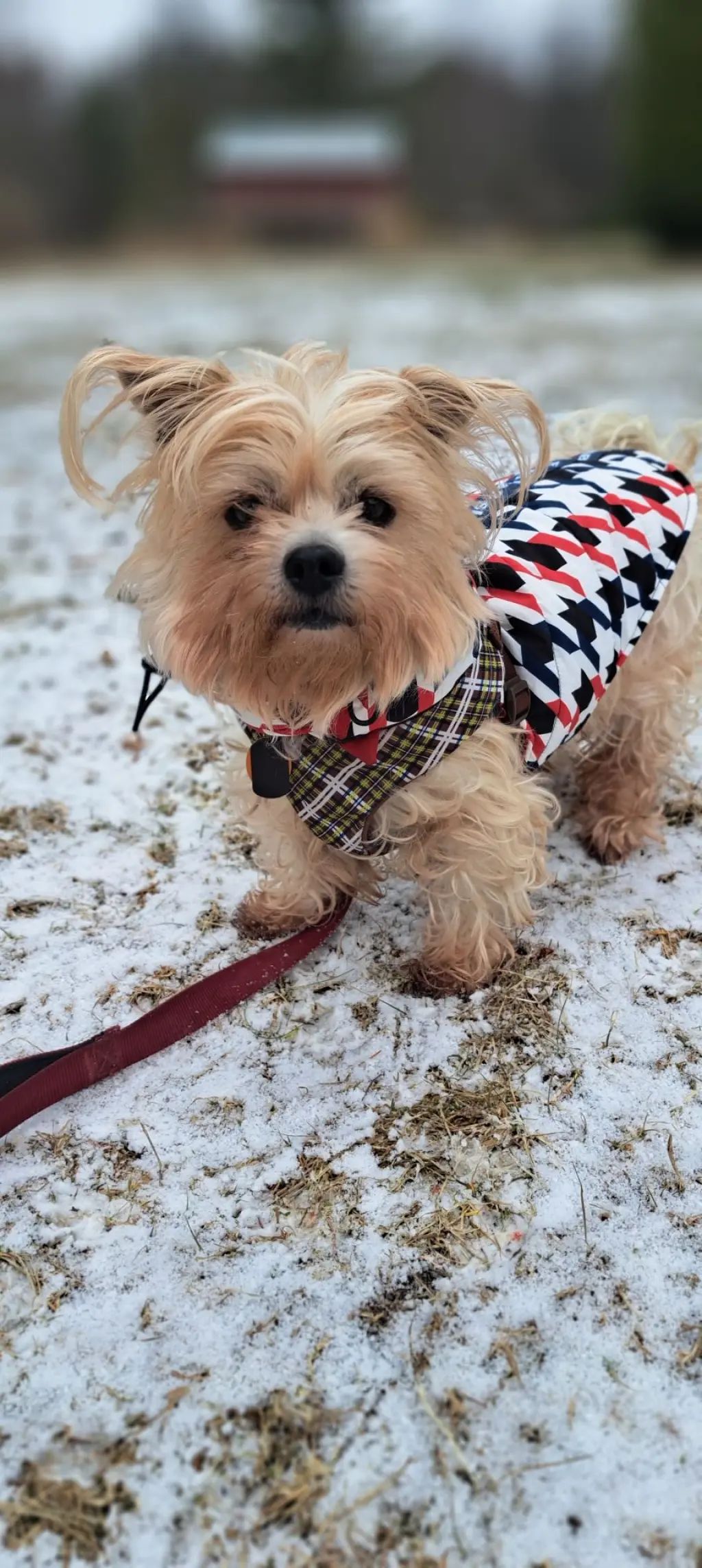 Teddy